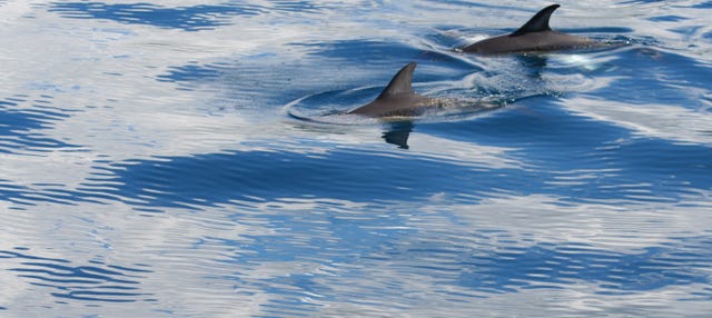 Avistamento de baleias e golfinhos + Ilhéus das Cabras