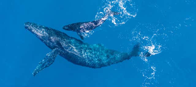 Avistamento de baleias e golfinhos