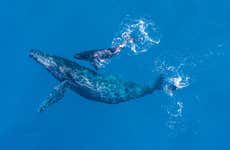 Avistamiento de ballenas y delfines