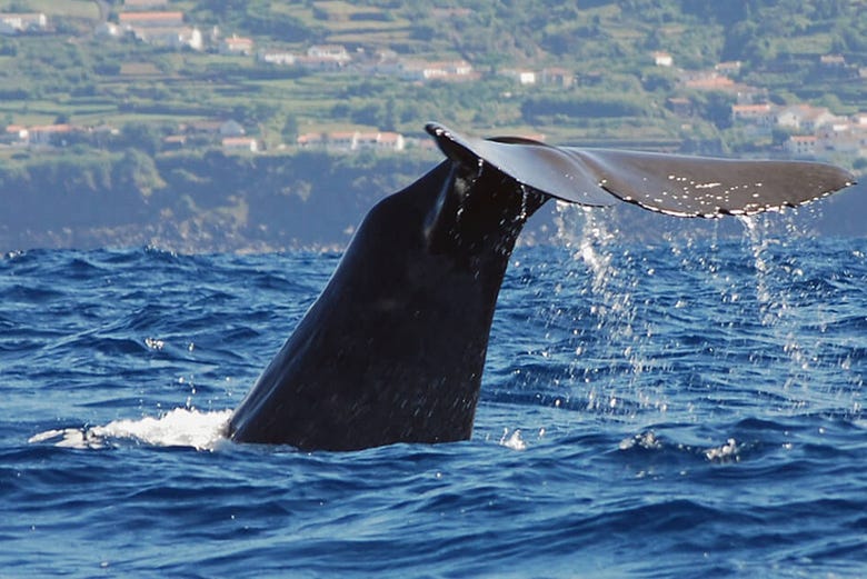 Avistando ballenas en las Azores