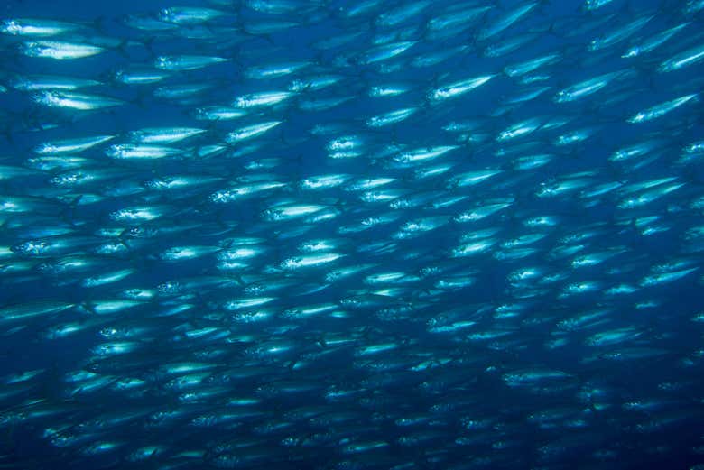 Des bancs de poissons d'Ilhéu das Cabras