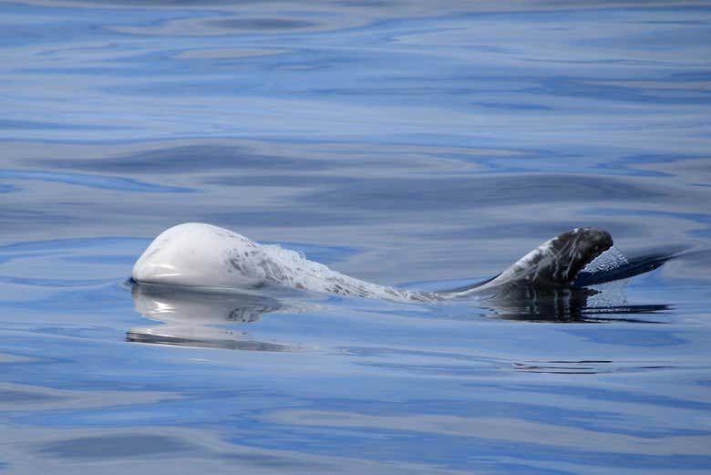 Profitez de l'observation de baleines