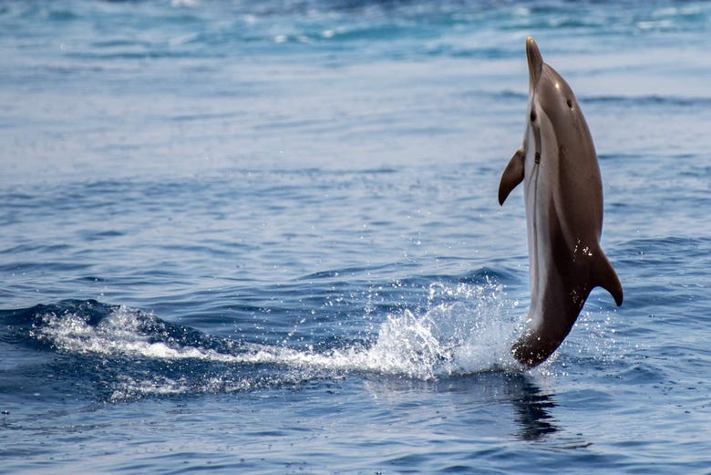 A dolphin jumping from the water