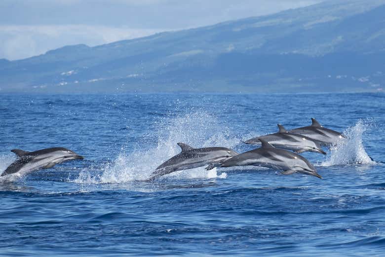 Dauphins de l'Atlantique à Terceira