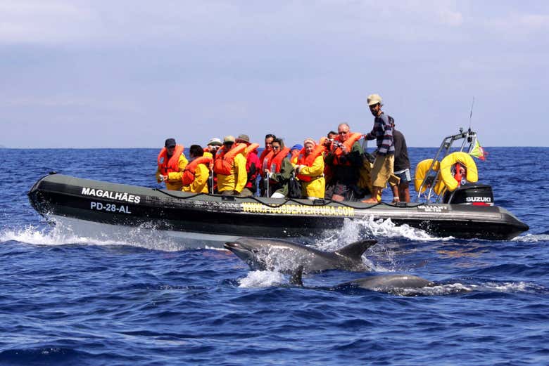 Un gommone vicino ad un delfino
