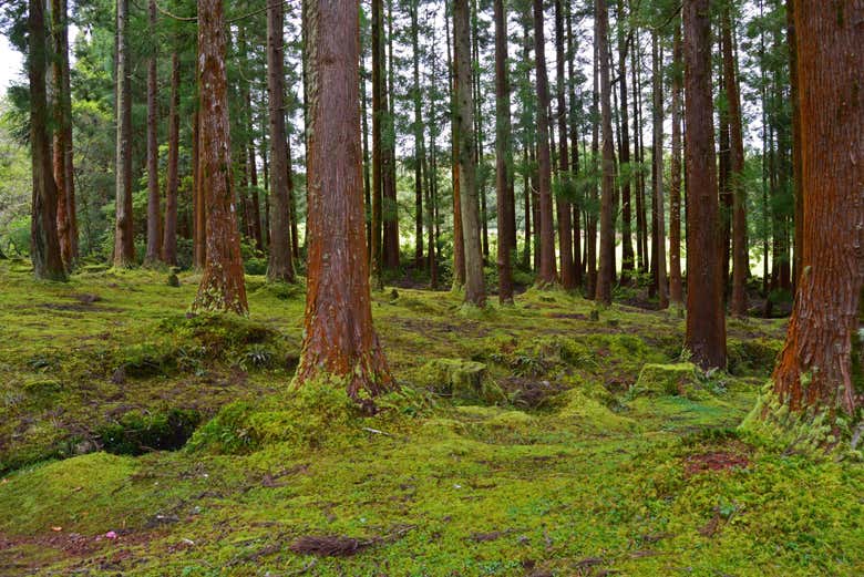 Paysages de Terceira