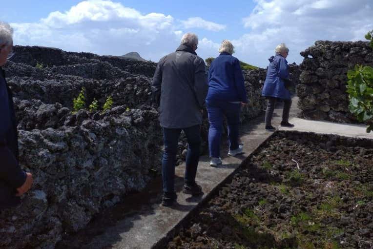 Explore the island's beautiful vineyards