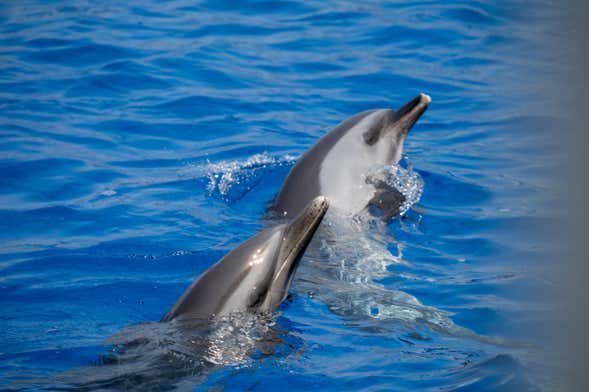 Swimming with Dolphins