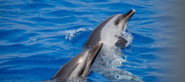 Nado con delfines en Terceira