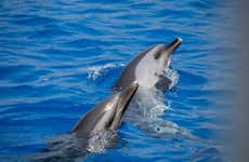 Nado con delfines en Terceira