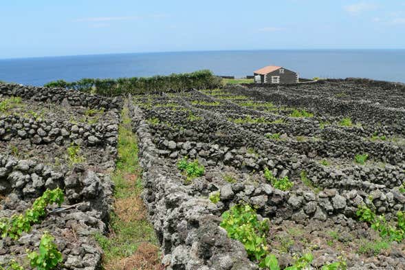 Tour de viñedos y bodegas por Terceira