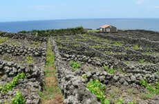 Tour de vinhedos e vinícolas pela Terceira