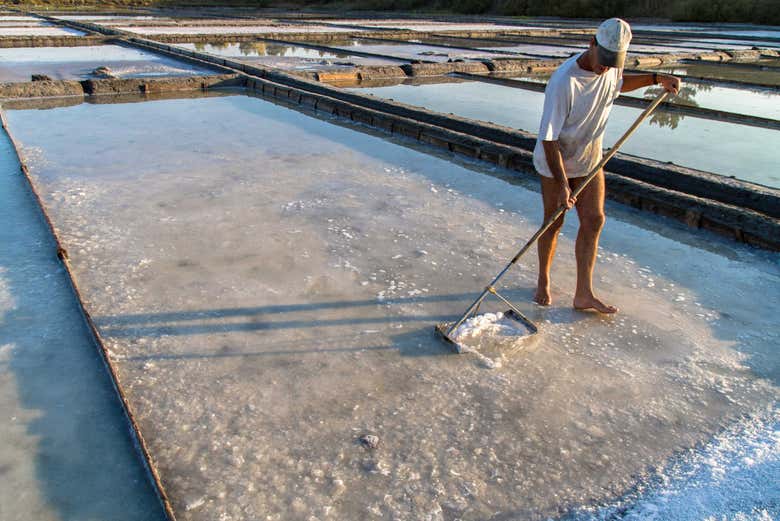 Marnoto das salinas de Aveiro