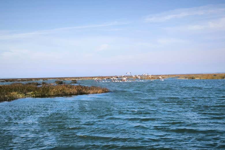 Observad la fauna costera y las marismas de Aveiro