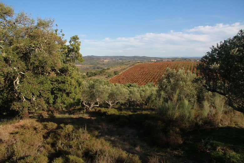 Uma esplanada de vinhedos em Vidigueira