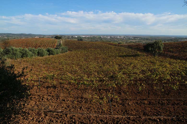 Paisagens do Alentejo em uma tarde ensolarada de outono