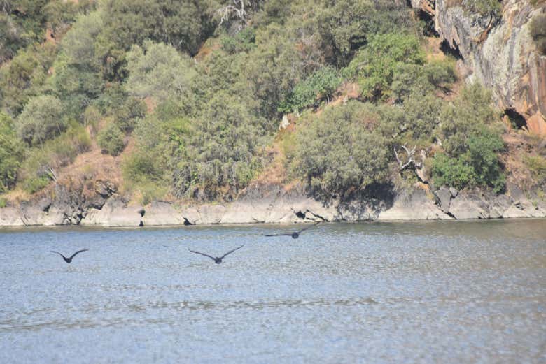 Barco Arribas do Douro By Naturisnor - Corvos Marinhos