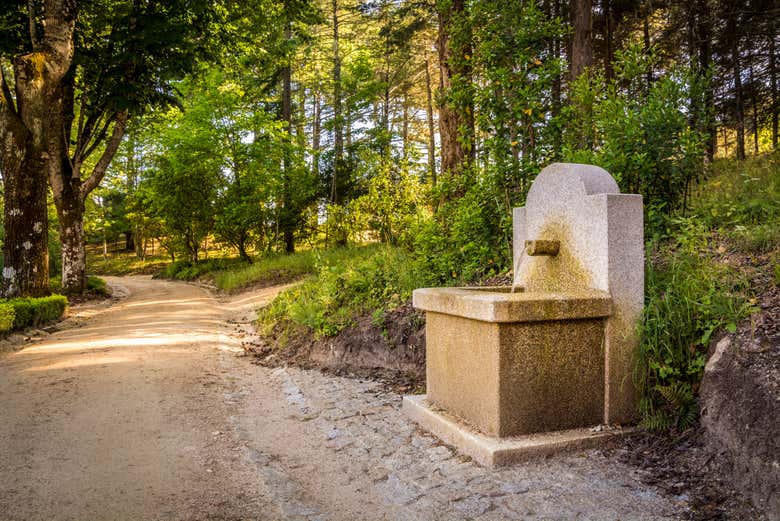Une fontaine au milieu du sentier forestier 