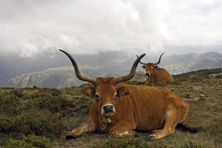 Vaches à Peneda-Gerês