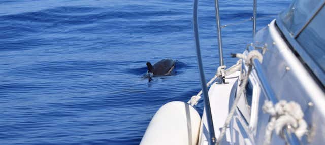 Avvistamento di balene e delfini a Calheta