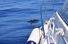 Avistamiento de ballenas y delfines en Calheta