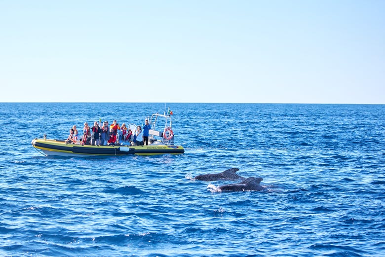 Durante o avistamento de cetáceos