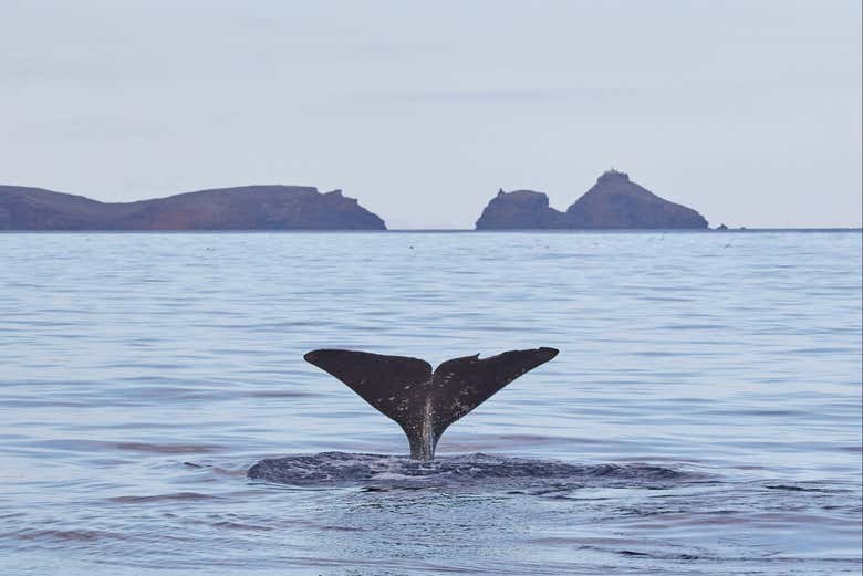 Ballenas en Caniçal