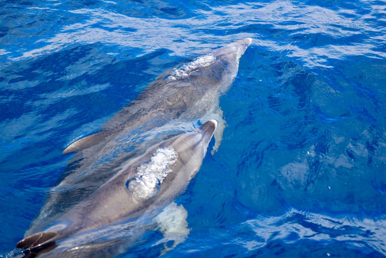 Cetáceos na Ilha da Madeira