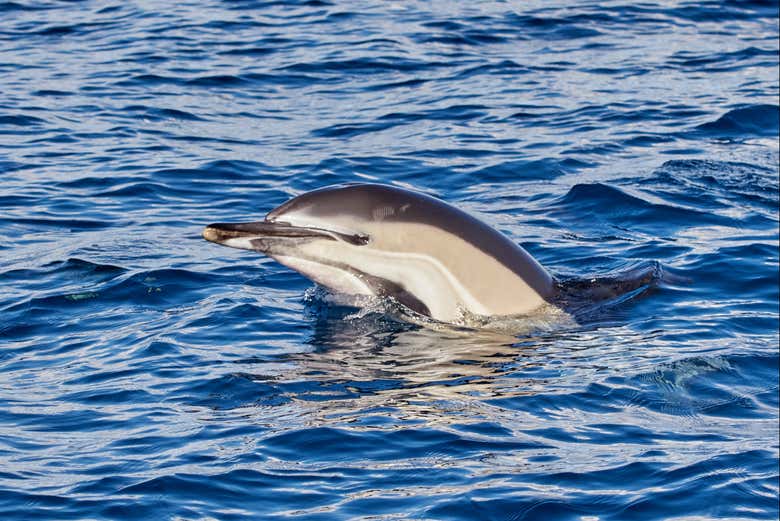 Viendo delfines