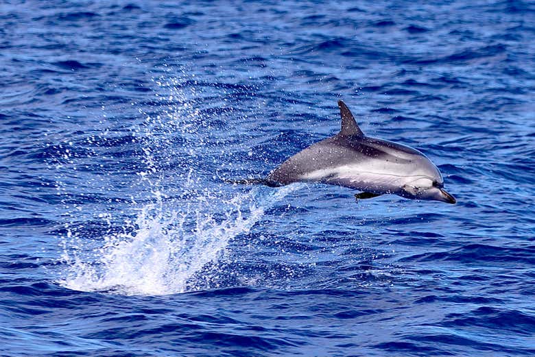 Delfines en Caniçal