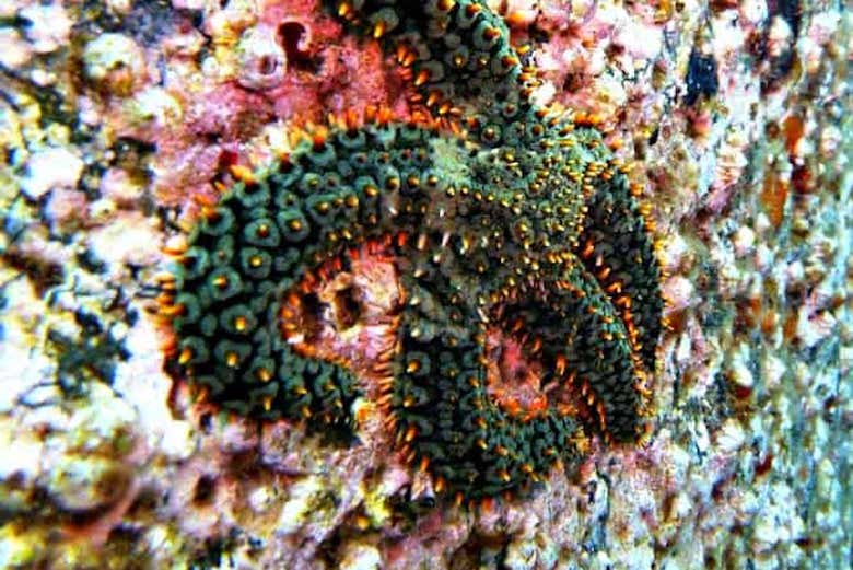 See starfish off the coast of Madeira