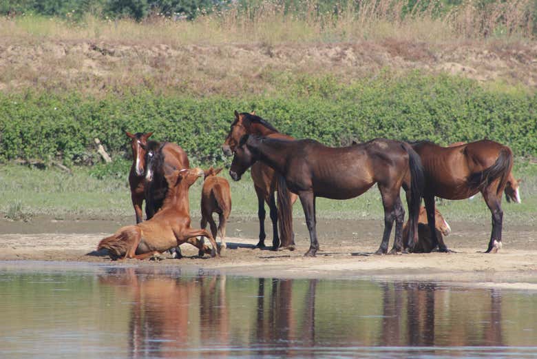 Cavalli sulla sponda del fiume