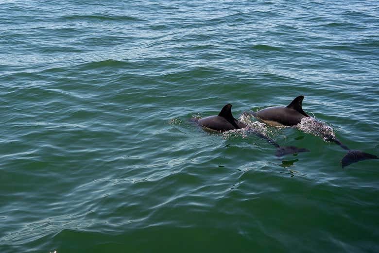 Vous verrez les dauphins dans leur habitat naturel