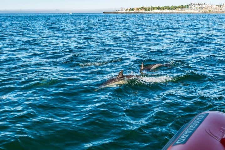 La côte de Cascais est l'habitat de nombreux dauphins