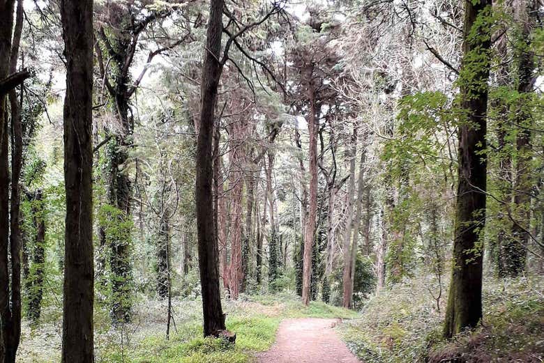 Hike through the forest