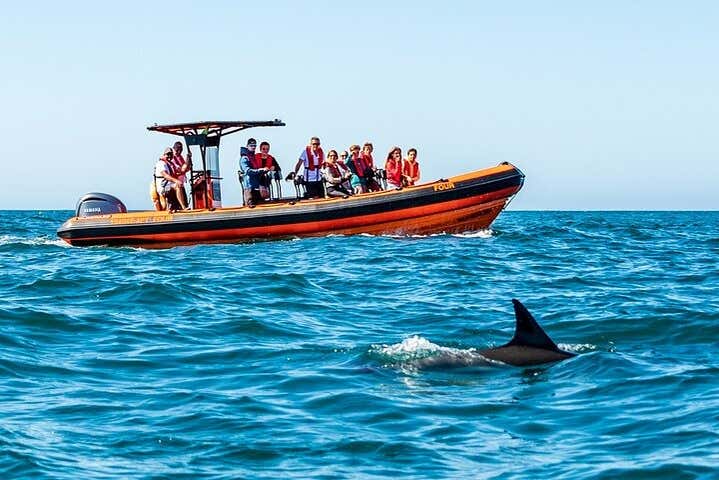 Observez les dauphins depuis le bateau