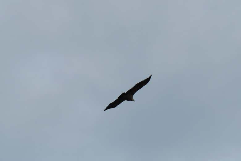 Un uccello in volo su Puertas do Ródão