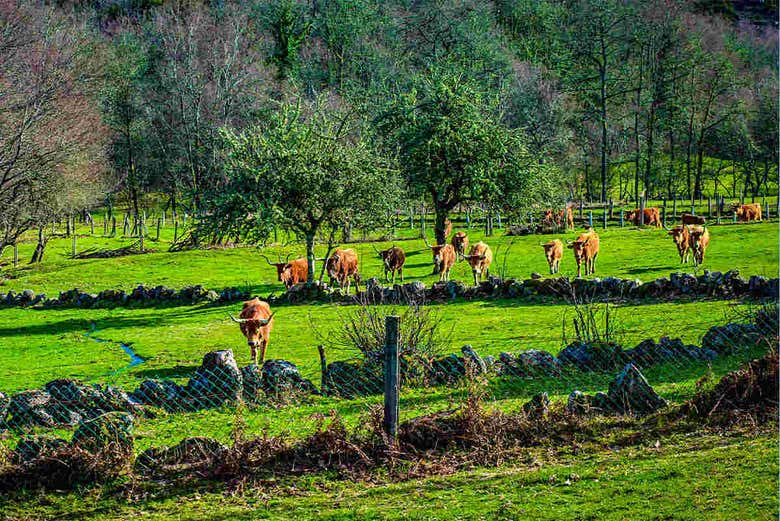 Ganado de Castro Laboreiro