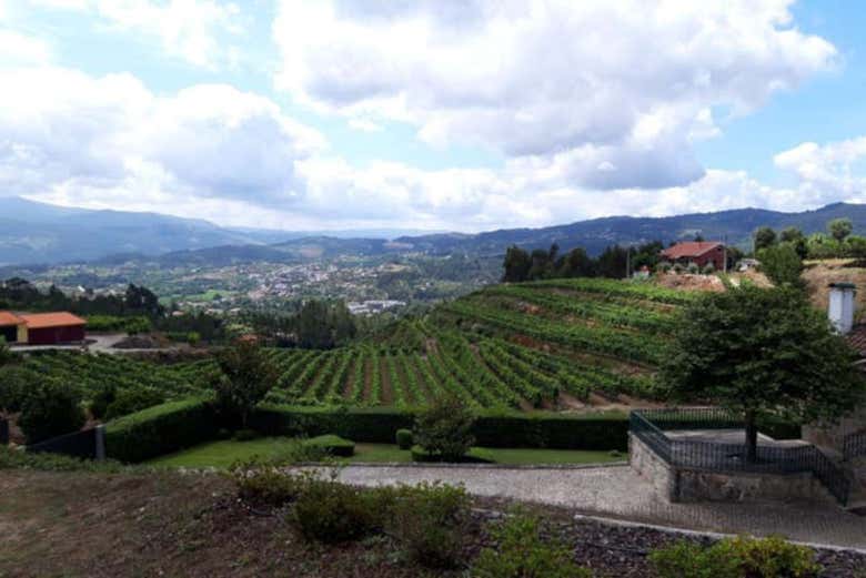 Viñedos de Quinta Santa Cristina