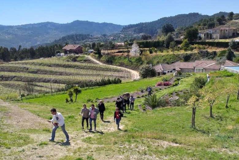 Recorriendo los viñedos