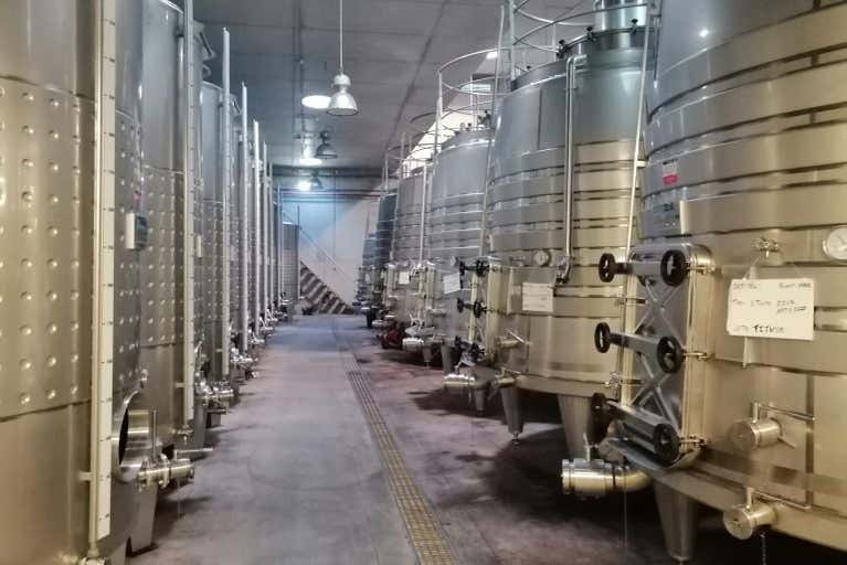Discovering all the secrets of wine-making
