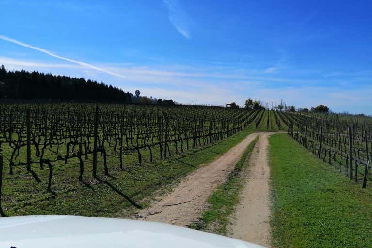 Exploring the vinyard