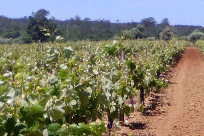Viñedos en Coímbra