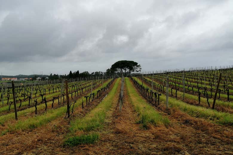 Vignobles de Bairrada