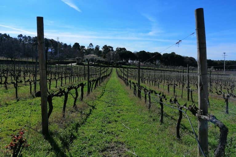 Vinyards in the Dao region