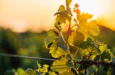 Tour do vinho pela região do Dão