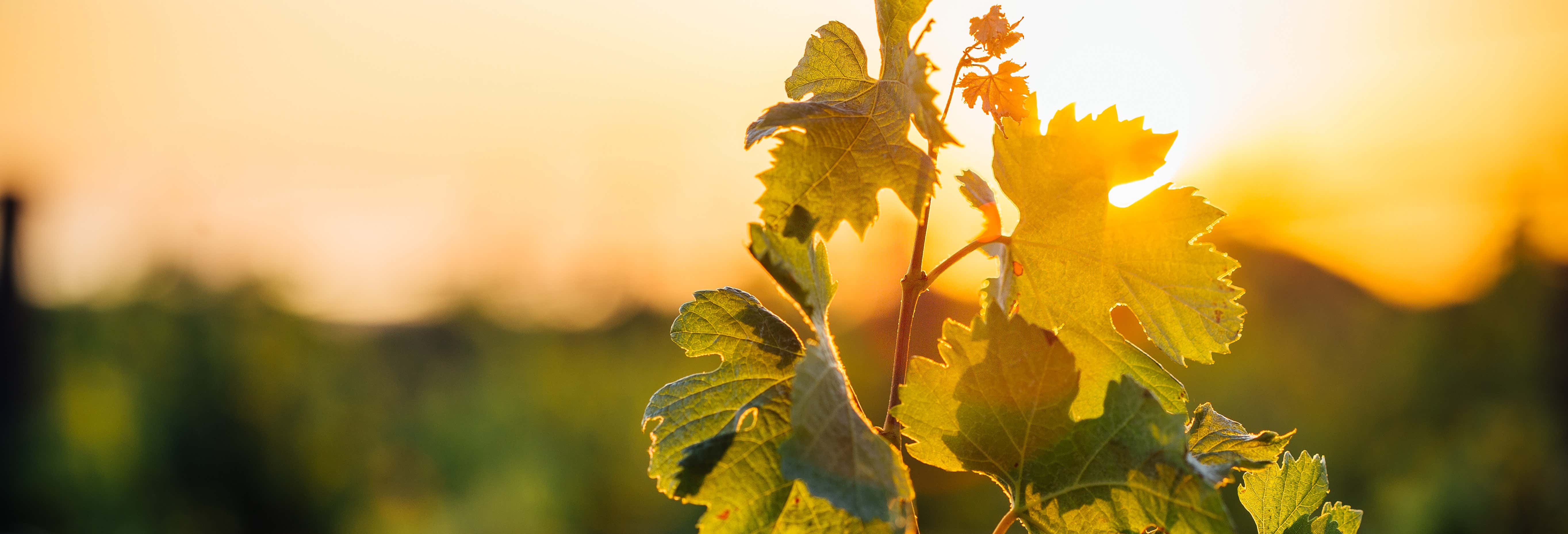 Gastronomía y enoturismo en Coímbra