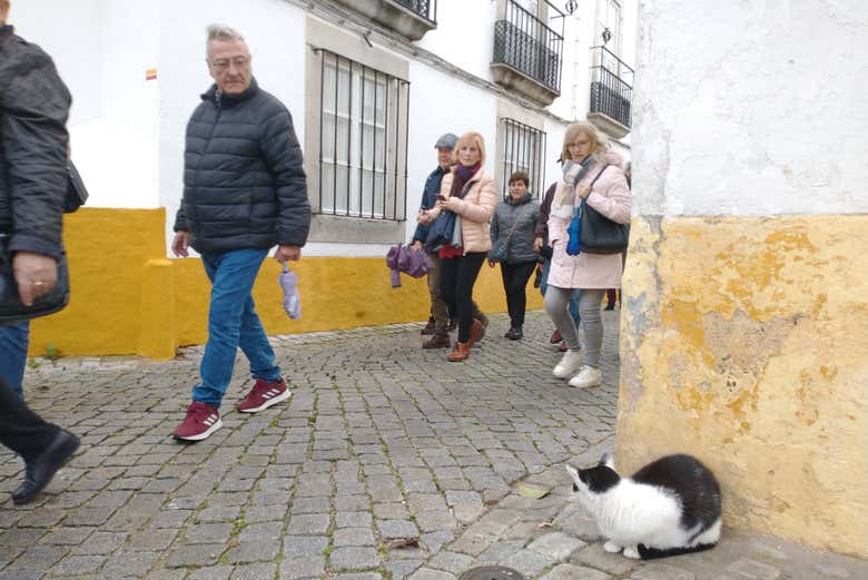 Un gatto saluta i turisti a Elvas