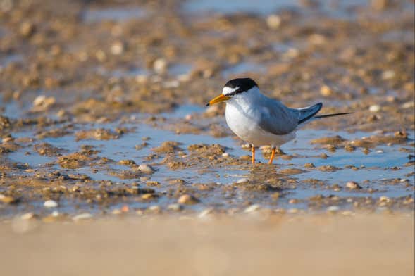 Ria Formosa Birdwatching Tour