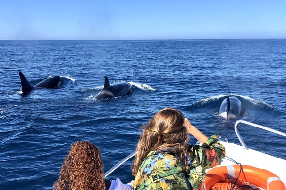 Avistamiento de delfines en Faro